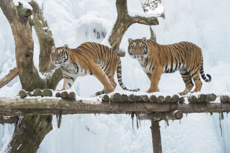 Everland Snow Festival  (6/6)