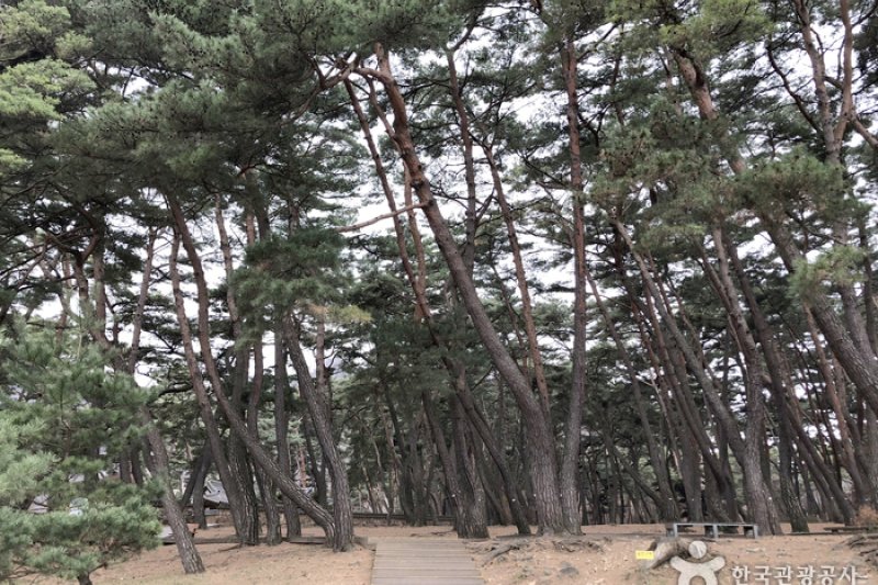 Yeongwol Cheongnyeongpo Cape  (30/46)