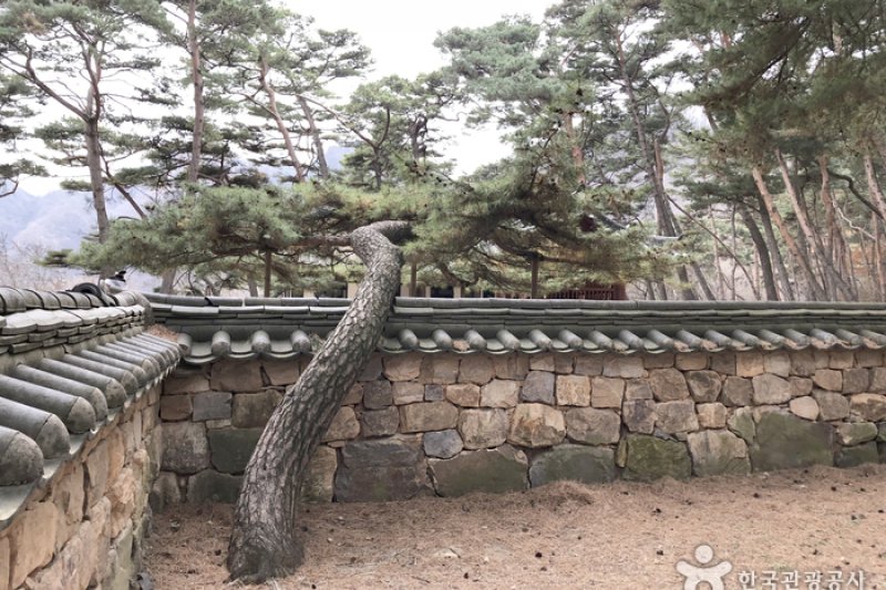 Yeongwol Cheongnyeongpo Cape  (41/46)