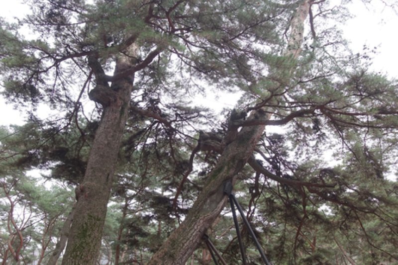 Yeongwol Cheongnyeongpo Cape  (44/46)