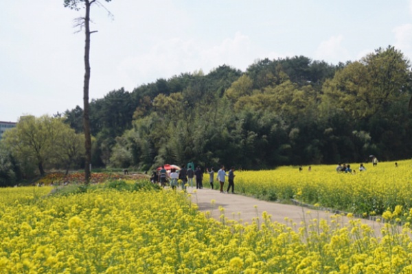 【Korean Travel】 Foreigner Only K-Travel Bus Adds Changwon Tour in April