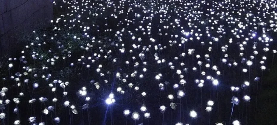 DDP LED Rose Garden (1/7)