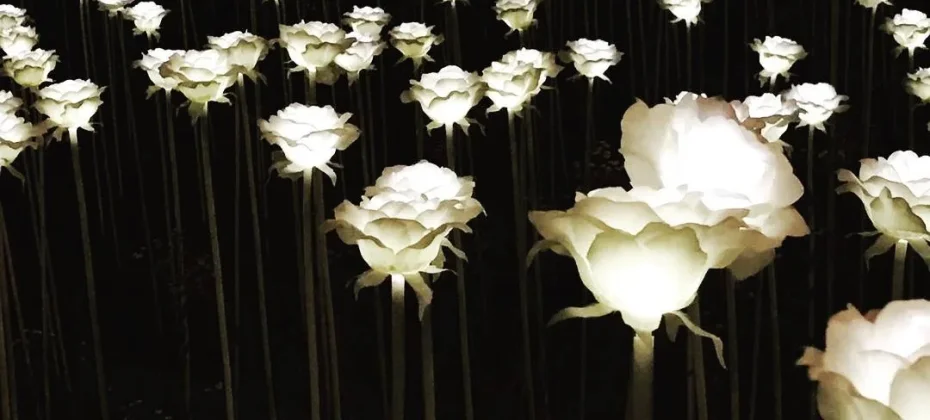 DDP LED Rose Garden (2/7)