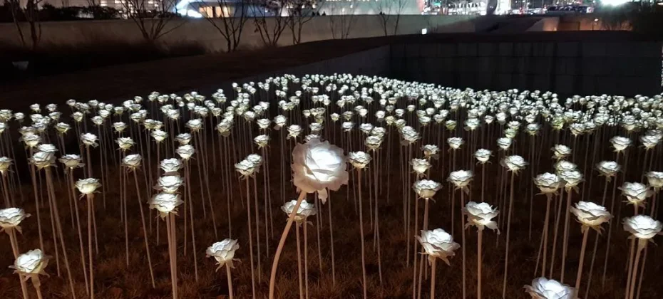 DDP LED Rose Garden (5/7)