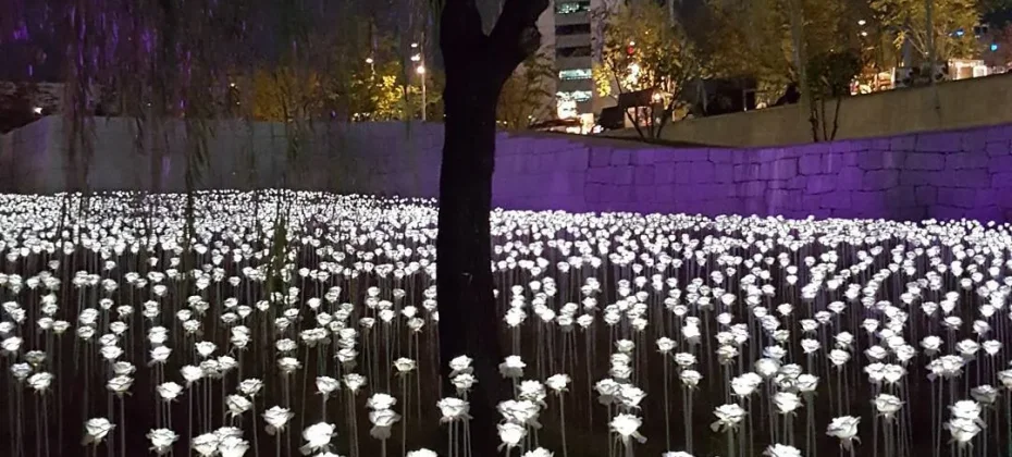 DDP LED Rose Garden (6/7)