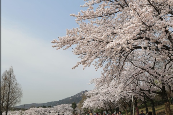 【Korean Travel】 Cherry Blossom Festivals Start in Seoul and Jeju