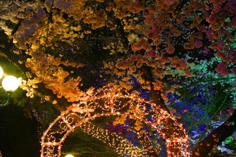 E-World Starlight Festival (26/36)