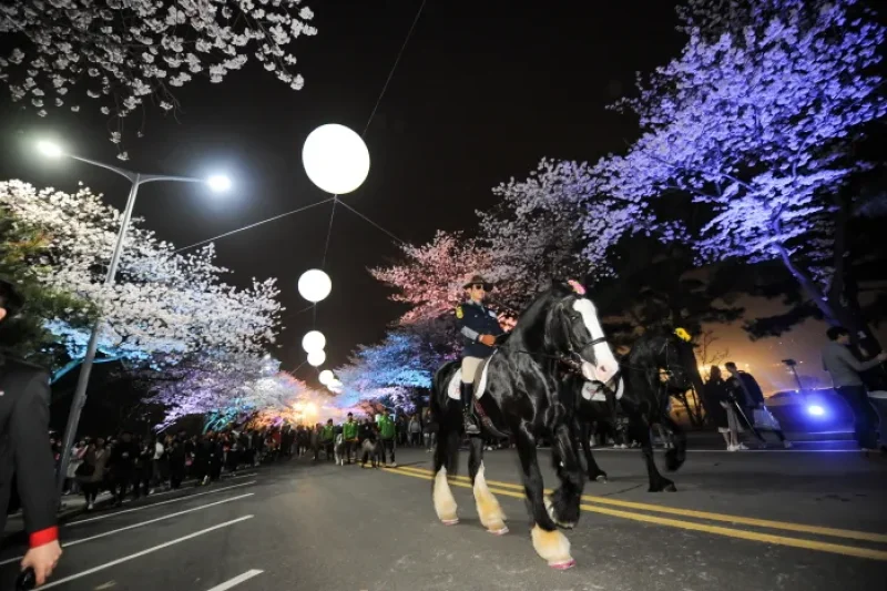 Let's Run Park Seoul Nighttime Cherry Blossom Festival  (1/5)