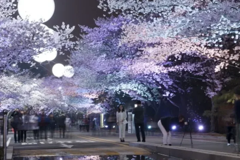 Let's Run Park Seoul Nighttime Cherry Blossom Festival  (3/5)