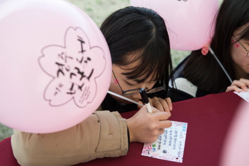 Gyeongju Cherry Blossom Festival  (6/8)