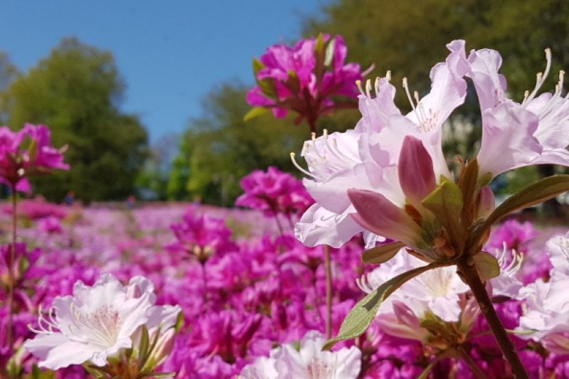 Gunpo Royal Azalea Festival  (10/19)