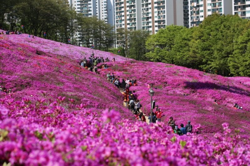 Gunpo Royal Azalea Festival  (11/19)