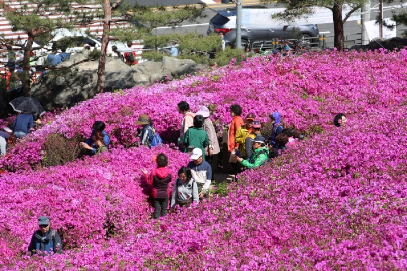 Gunpo Royal Azalea Festival  (12/19)