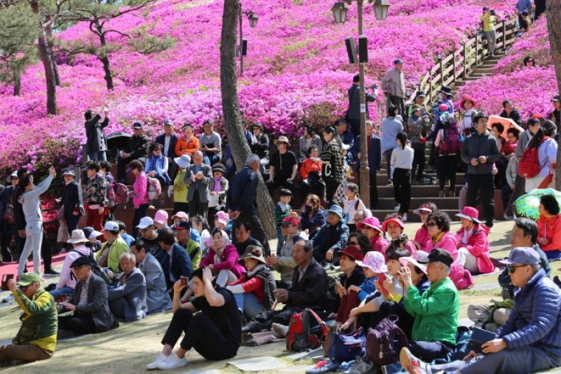 Gunpo Royal Azalea Festival  (13/19)