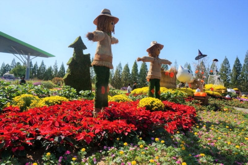Goyang Autumn Flower Festival (고양가을꽃축제 2018) (1/11)