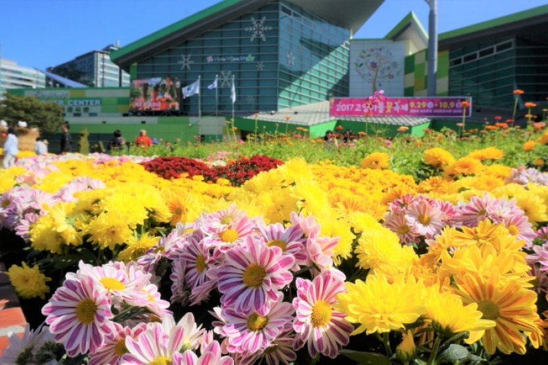 Goyang Autumn Flower Festival (고양가을꽃축제 2018) (2/11)