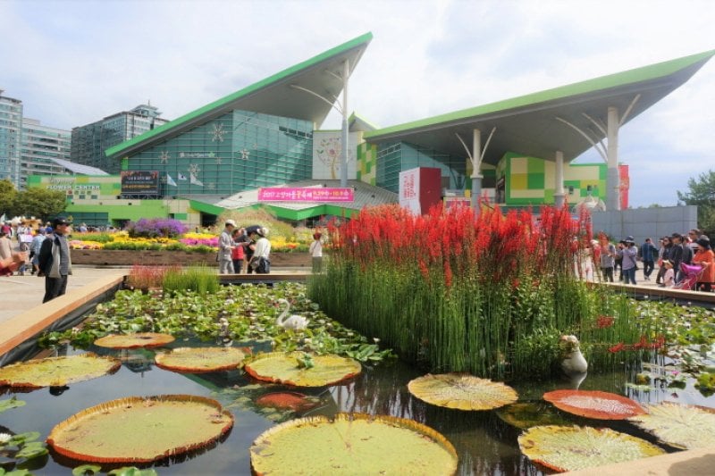 Goyang Autumn Flower Festival (고양가을꽃축제 2018) (5/11)