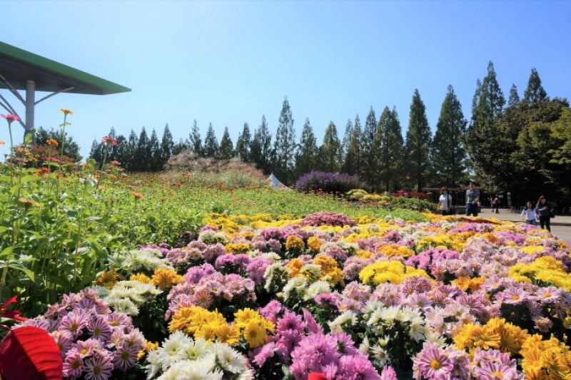 Goyang Autumn Flower Festival (고양가을꽃축제 2018) (6/11)