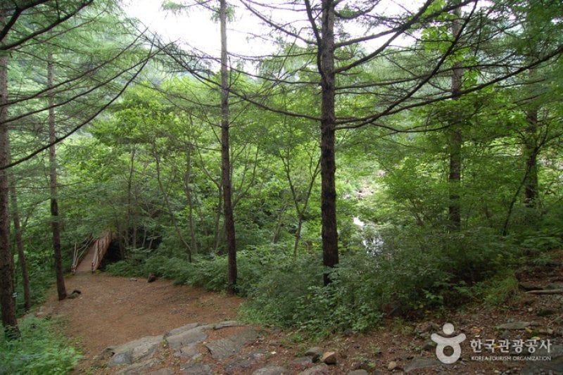 Garisan Natural Recreation Forest (가리산자연휴양림) (7/22)