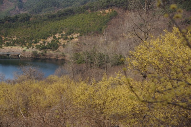 Jirisan-gil Sansuyu Village (지리산길 산수유마을) (1/11)