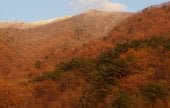 Jirisan-gil Sansuyu Village (지리산길 산수유마을)