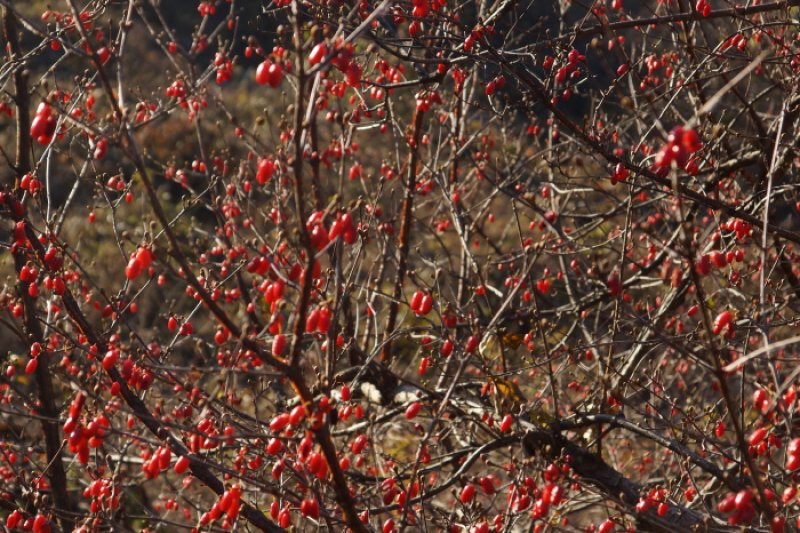 Jirisan-gil Sansuyu Village (지리산길 산수유마을) (4/11)