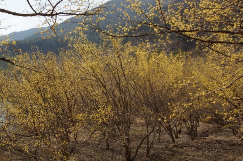 Jirisan-gil Sansuyu Village (지리산길 산수유마을) (6/11)