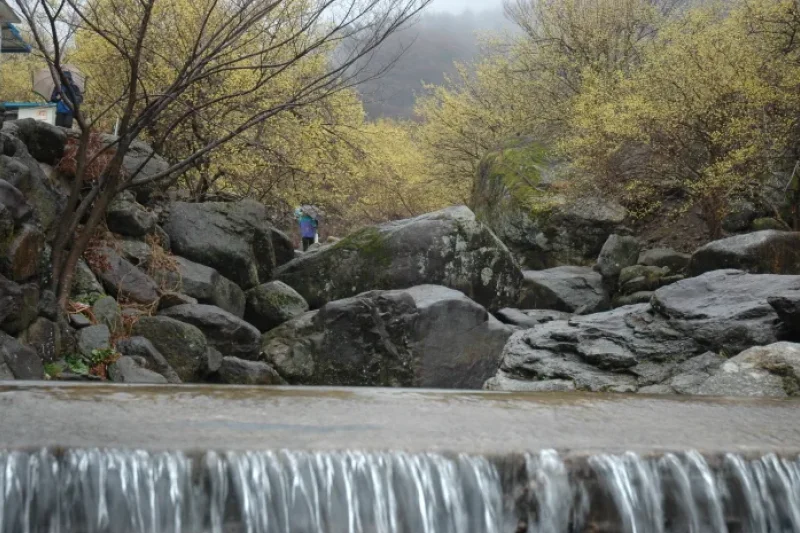 Jirisan-gil Sansuyu Village (지리산길 산수유마을) (7/11)
