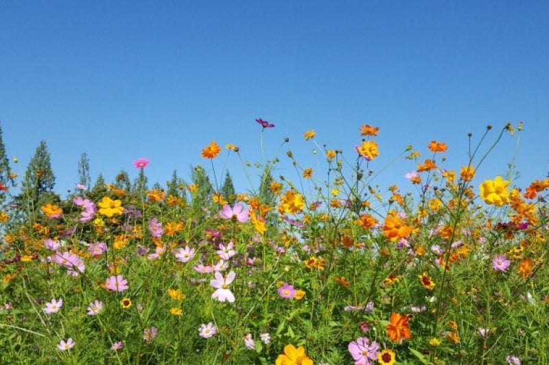 Goyang Autumn Flower Festival (고양가을꽃축제 2018) (7/11)