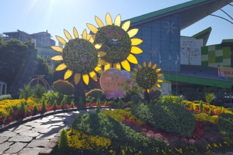 Goyang Autumn Flower Festival (고양가을꽃축제 2018) (8/11)