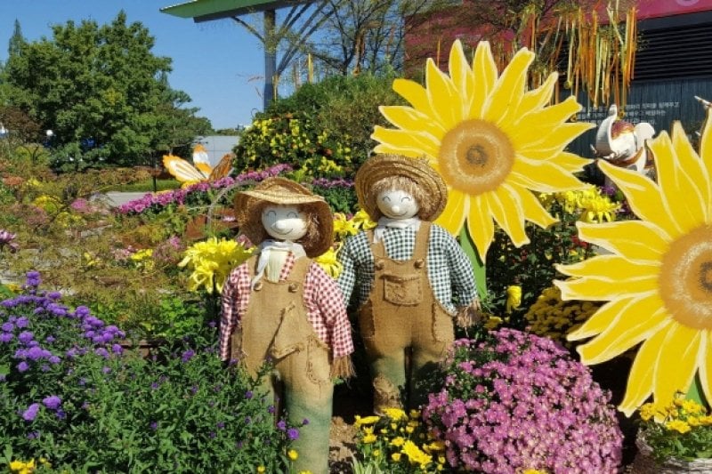 Goyang Autumn Flower Festival (고양가을꽃축제 2018) (9/11)