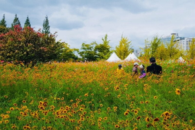 Goyang Autumn Flower Festival (고양가을꽃축제 2018) (10/11)