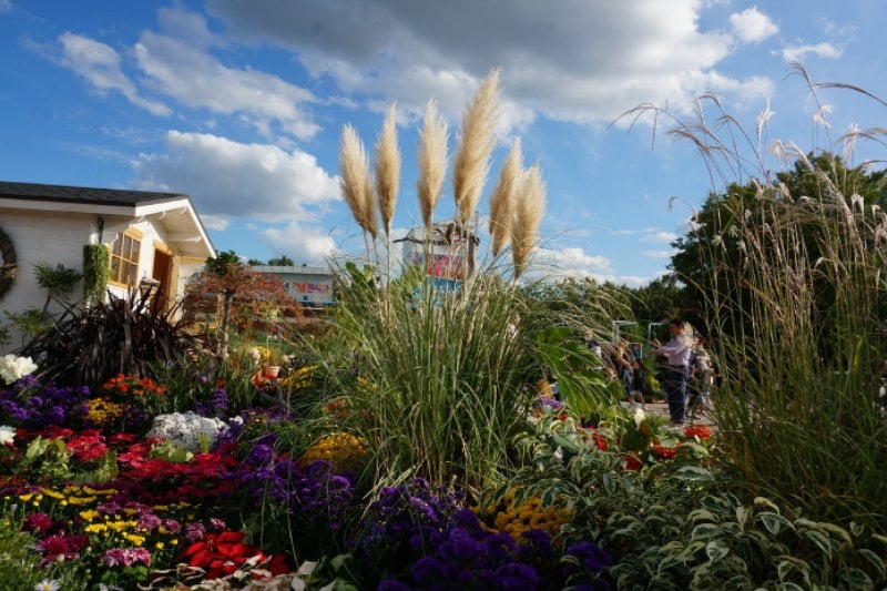 Goyang Autumn Flower Festival (고양가을꽃축제 2018) (11/11)