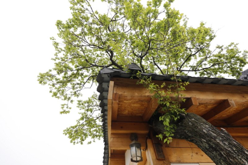 Apricot Tree House (매화나무집)[한국관광품질인증/Korea Quality] (3/15)