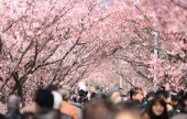 Gyeongju Cherry Blossom Tour
