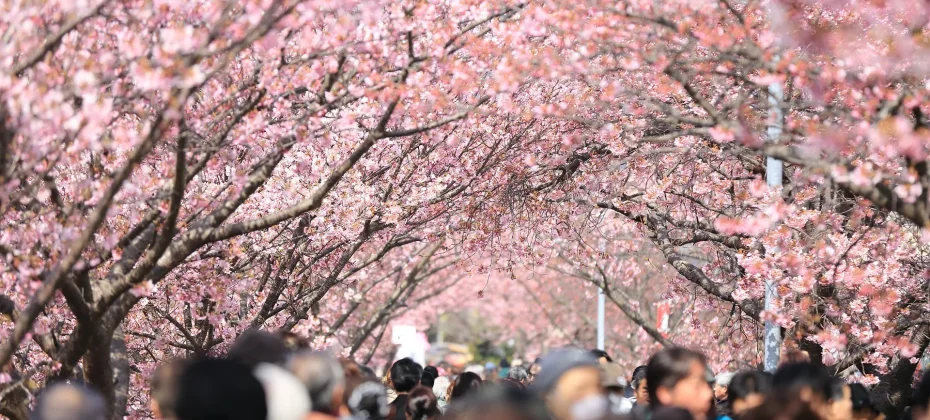 Gyeongju Cherry Blossom Tour (1/18)