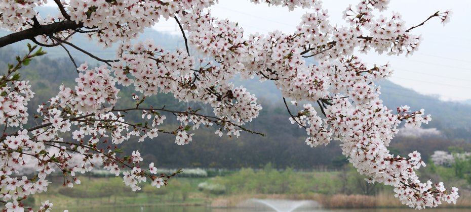 Gyeongju Cherry Blossom Tour (3/18)