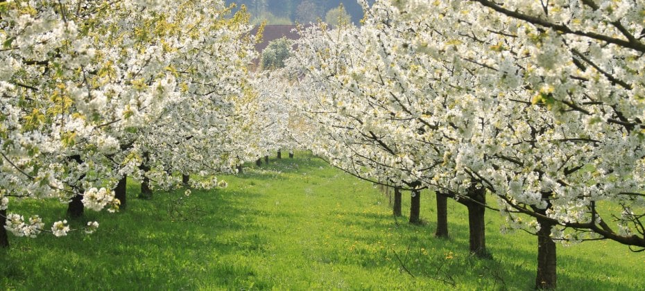Gyeongju Cherry Blossom Tour (4/18)