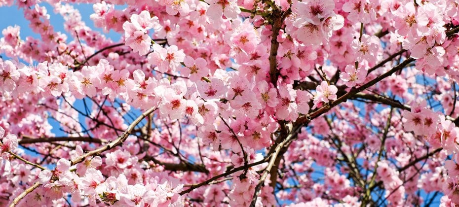 Gyeongju Cherry Blossom Tour (6/18)