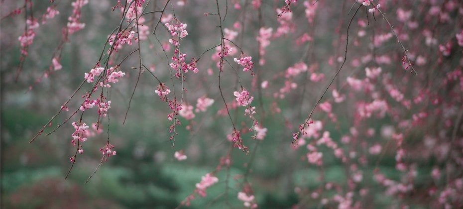 Gyeongju Cherry Blossom Tour (8/18)