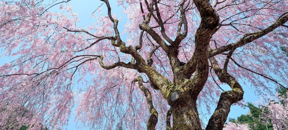 Gyeongju Cherry Blossom Tour (9/18)