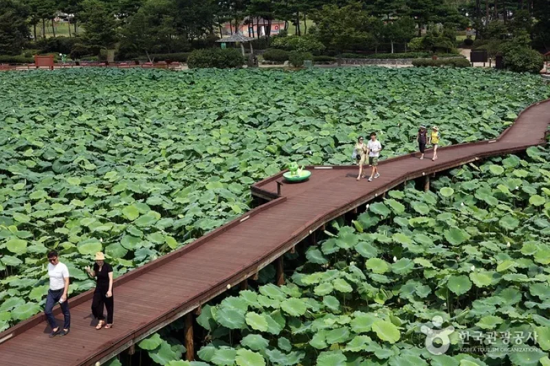 Hoesan White Lotus Pond in Muan  (7/23)