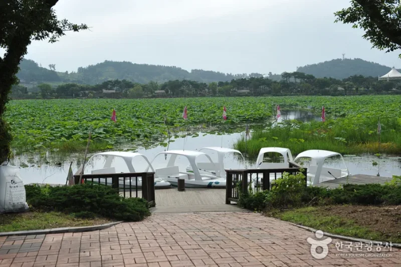 Hoesan White Lotus Pond in Muan  (8/23)