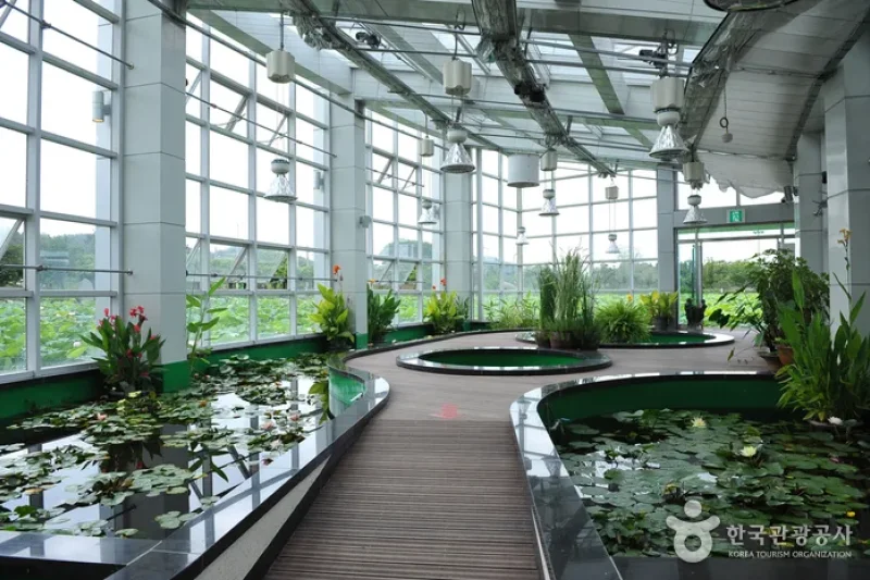 Hoesan White Lotus Pond in Muan  (9/23)