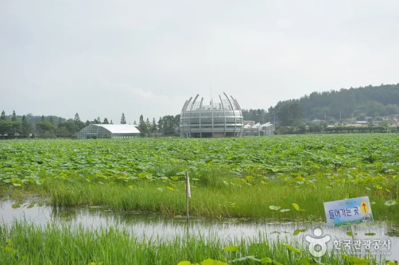 Hoesan White Lotus Pond in Muan  (11/23)