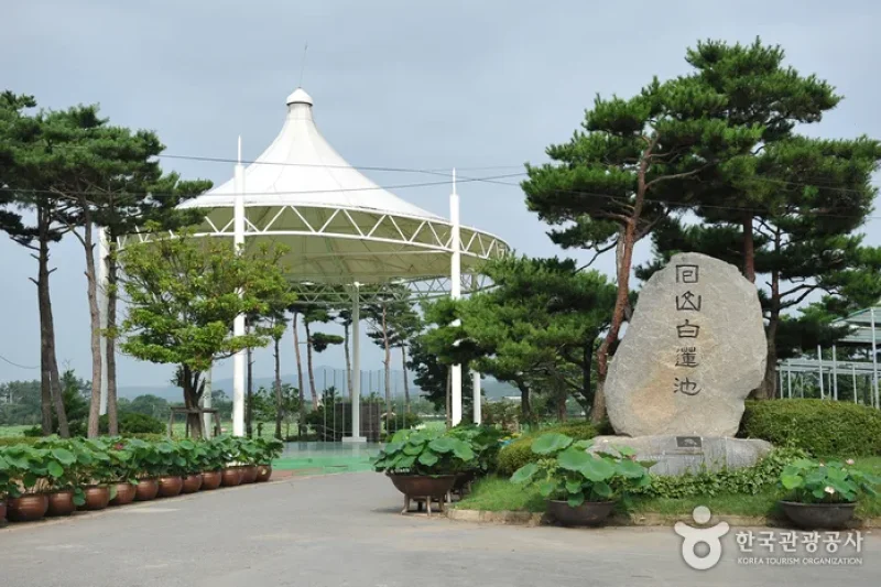 Hoesan White Lotus Pond in Muan  (12/23)