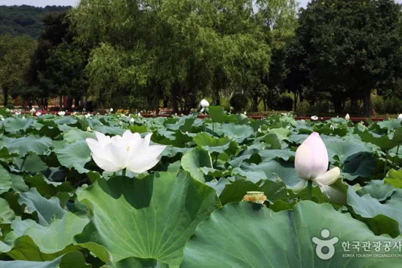Hoesan White Lotus Pond in Muan  (17/23)