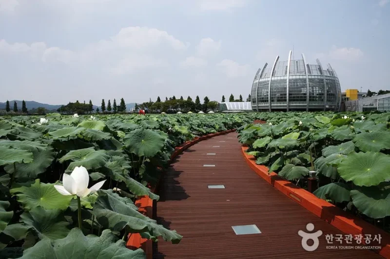 Hoesan White Lotus Pond in Muan  (18/23)