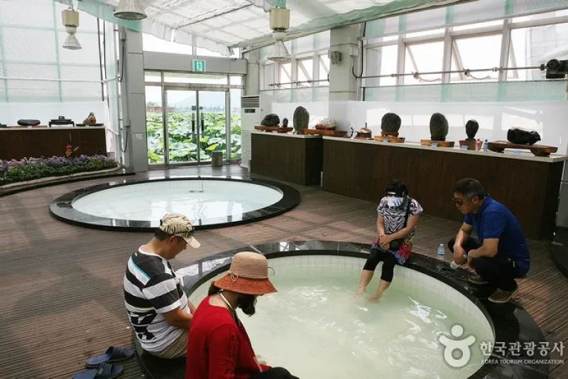 Hoesan White Lotus Pond in Muan  (19/23)