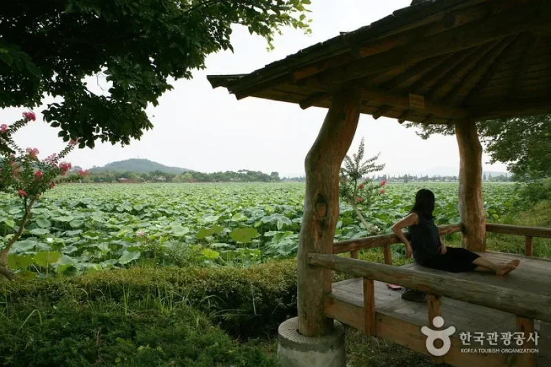 Hoesan White Lotus Pond in Muan  (21/23)